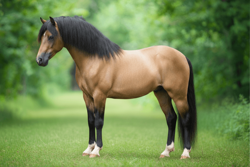 poney : Photos d'un Welsh Pony