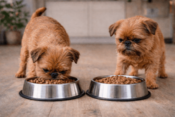 Chien : Photos prix d'un Griffon Bruxellois qui mange des croquettes