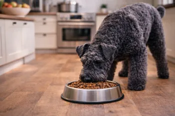 Chien : Photos prix d'un Kerry Blue Terrier qui mange des croquettes