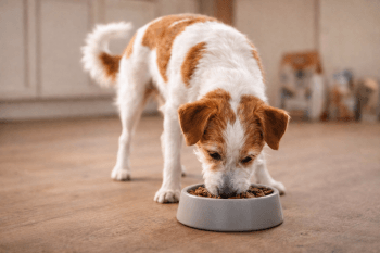 Chien : Photos prix d'un Kromfohrländer qui mange des croquettes