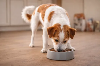 Chien : Photos prix d'un Kromfohrländer qui mange des croquettes