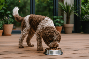 Chien : Photos prix d'un Lagotto Romagnolo qui mange des croquettes