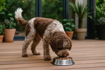 Chien : Photos prix d'un Lagotto Romagnolo qui mange des croquettes