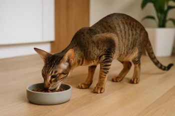Chat : Photos prix d'un Oriental Shorthair qui mange des croquettes