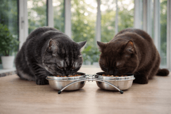 Chat : Photos prix d'un Scottish Straight qui mange des croquettes
