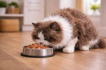 Chat : Photos prix d'un Selkirk Rex qui mange des croquettes