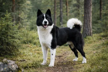 Chien : Photos d'un Chien d'Ours de Carélie