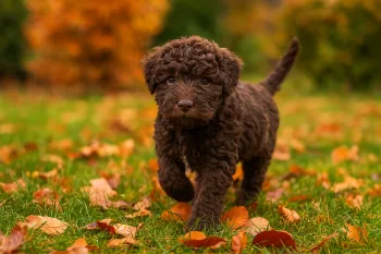 Chiot : Photos d'un Lagotto Romagnolo