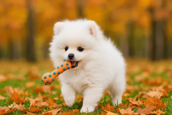Chiot : Photos d'un Loulou de Poméranie
