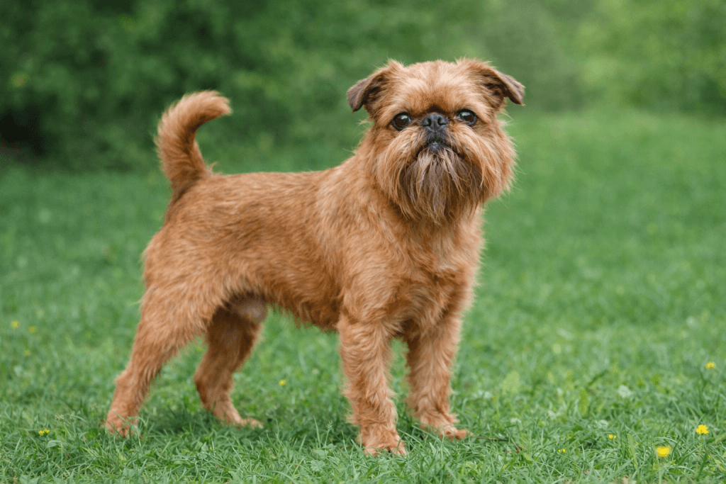 Chien : Photos d'un Griffon Bruxellois