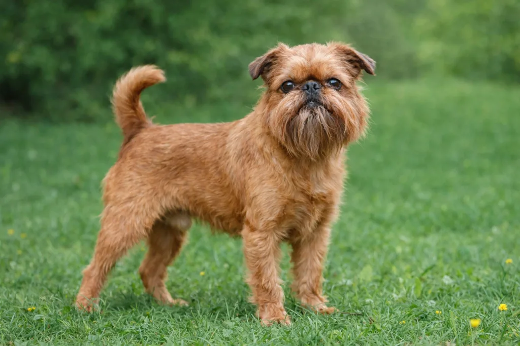 Chien : Photos d'un Griffon Bruxellois