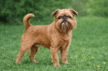 Chien : Photos d'un Griffon Bruxellois