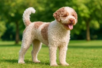 Lagotto Romagnolo