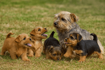 Chien : Photos prix d'un Norfolk Terrier