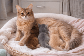 Chat : Photos prix d'un Somali