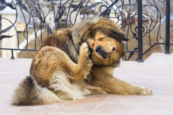 Chien Ă poil long se grattant lâoreille avec sa patte arriĂšre sur une terrasse, signe de dĂ©mangeaisons cutanĂ©es.