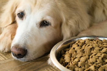 Chien au regard triste allongé à cÎté d'une gamelle pleine de croquettes.