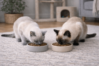 Chat : Photos prix d'un Thaï qui mange des croquettes