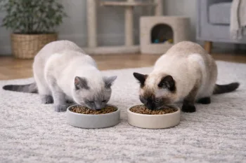 Chat : Photos prix d'un Thaï qui mange des croquettes