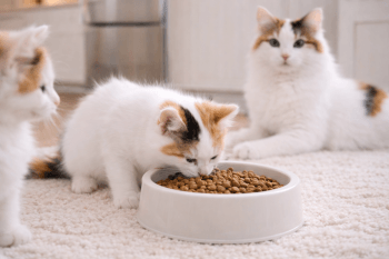 Chat : Photos prix d'un Turc de Van qui mange des croquettes
