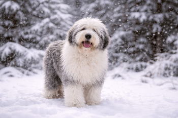 Chien : Photo d'un Bobtail (Old English Sheepdog)