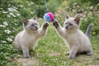 Chaton : Photos d'un Thaï