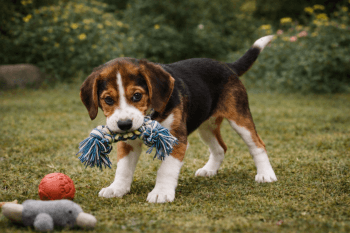 Chiot : Photo d'un Chien Courant Finnois