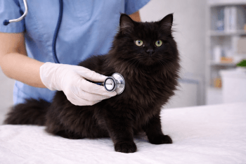Chat : Photos prix d'un Tiffany malade