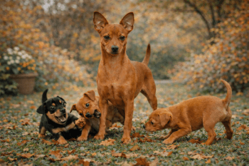 Chien : Photos prix d'un Pinscher Nain