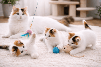Chat : Photos prix d'un Turc de Van