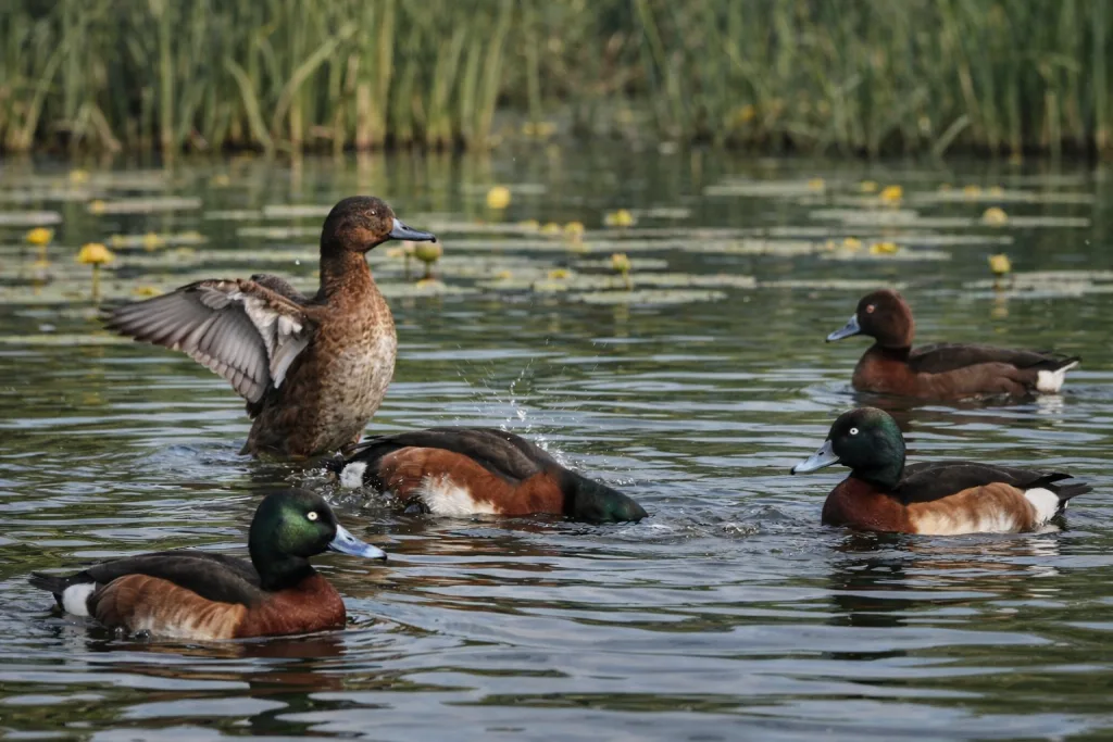Fuligule de Baer : Photo d'un canard