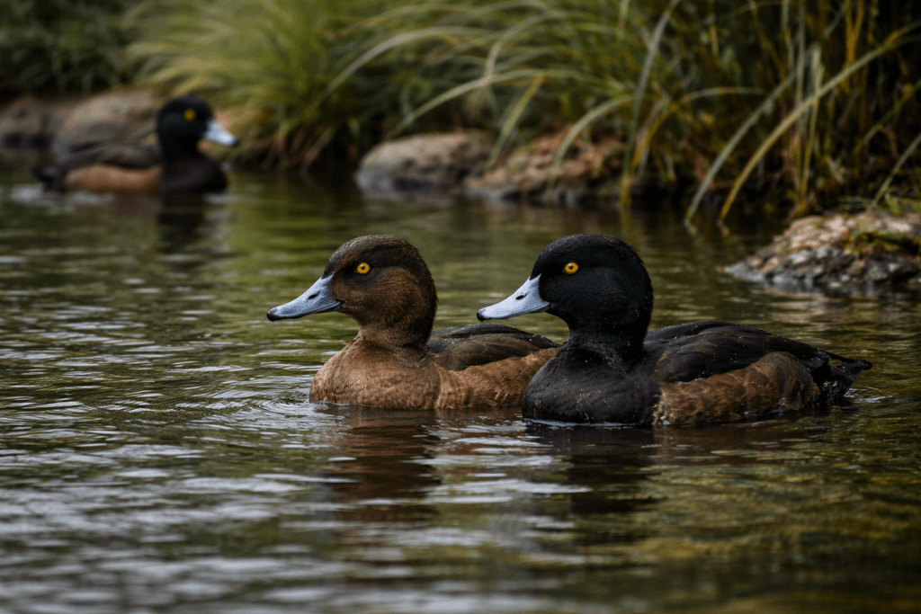 Fuligule de Nouvelle Zélande : Photo d'un canard