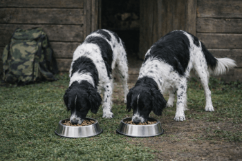 Chien : Un Grand Épagneul de Münster qui mange des croquettes