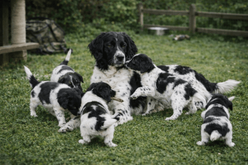 Chien : Prix d'un Grand Épagneul de Münster