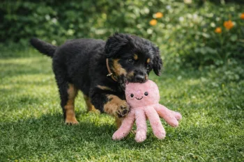 Chiot : Photo d'un Hovawart
