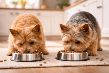 Chien : Un Norwich Terrier qui mange des croquettes
