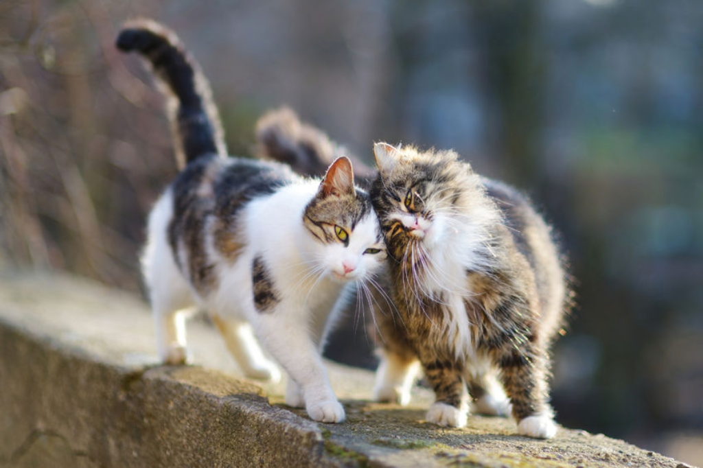 Deux chats se frottant affectueusement l’un contre l’autre sur un muret, symbole d’une entente apaisée.