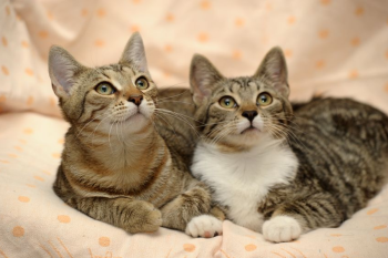 Deux chats tigrés allongés cÎte à cÎte, en phase d'observation calme sur un plaid beige.