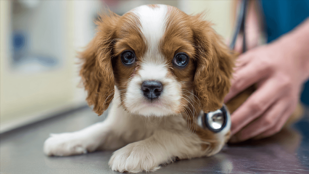 Chiot Cavalier King Charles allongé sur une table vétérinaire, ausculté avec un stéthoscope par un professionnel.