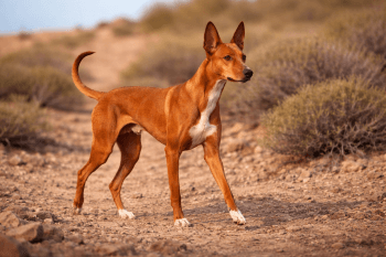 Chien : Photo d'un Podenco Canario