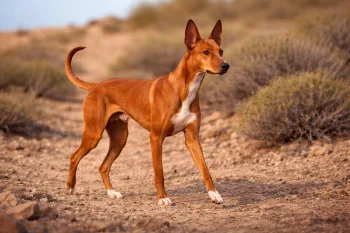 Chien : Photo d'un Podenco Canario