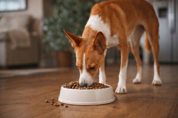 Chien : Un Podenco Canario qui mange des croquettes