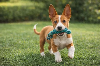 Chiot : Photo d'un Podenco Canario