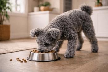 Chien : Un Pumi qui mange des croquettes