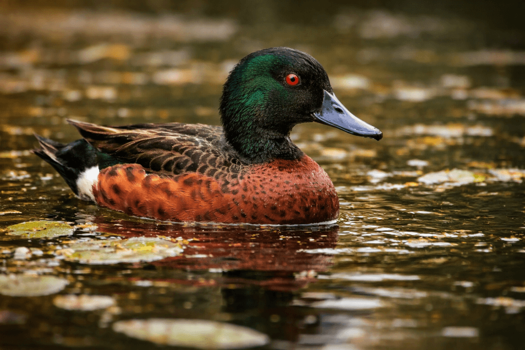 Sarcelle Châtaigne : Photo d'un canard