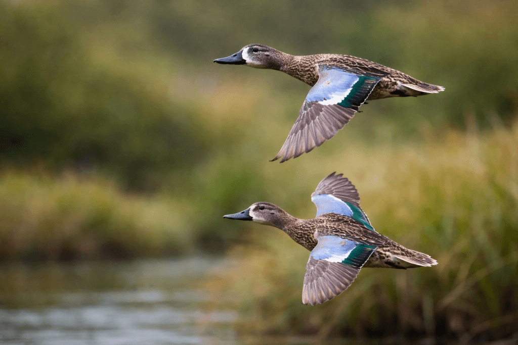 Sarcelle à Ailes Bleues : Photo d'un canard