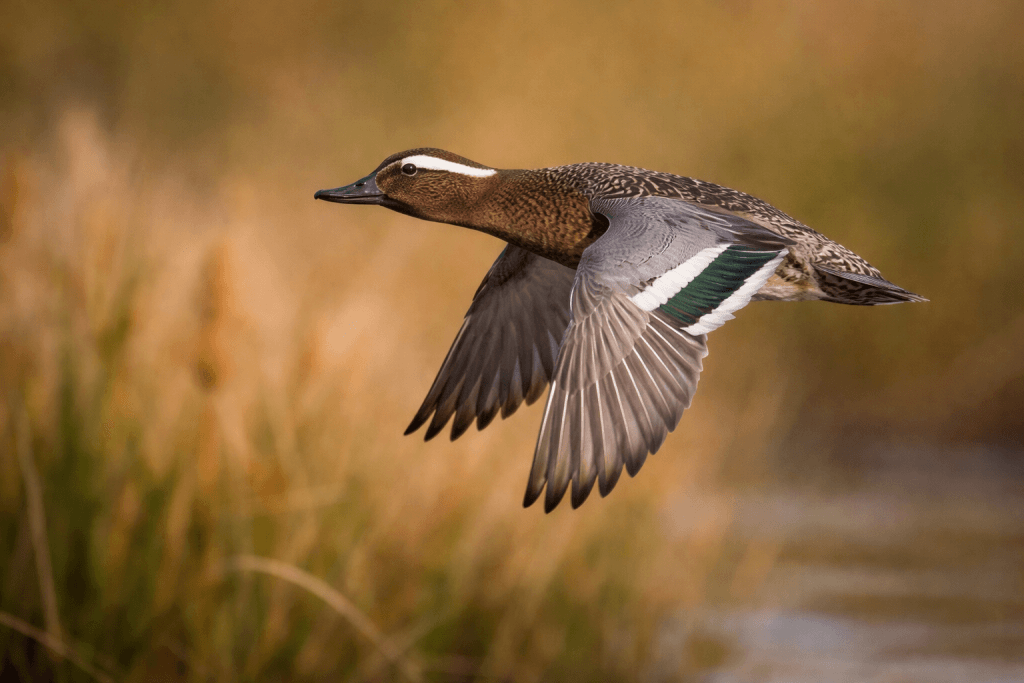 Sarcelle d'Été : Photo d'un canard