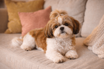 Chien : Photo d'un Shih Tzu malade