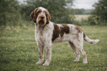 Chien : Photo d'un Spinone