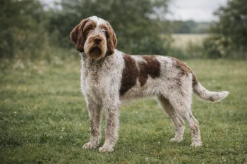 Chien : Photo d'un Spinone